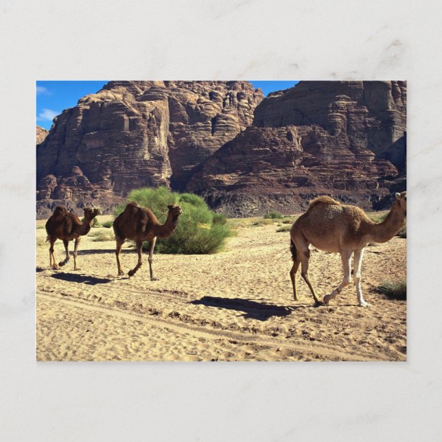 Postal Camellos en el desierto de Wadi Rum, desierto de J (Anverso)