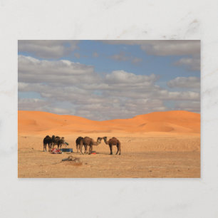 Postal Camellos en el desierto del Sahara