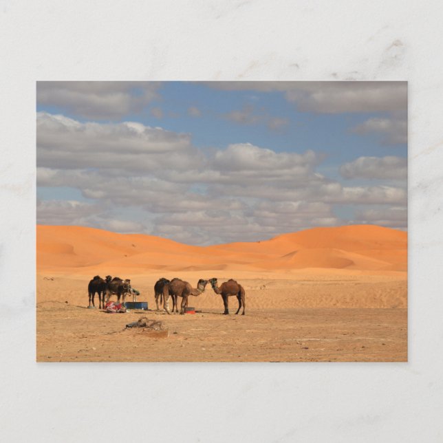 Postal Camellos en el desierto del Sahara (Anverso)