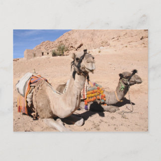 Postal Camellos en el desierto en St. Catherine