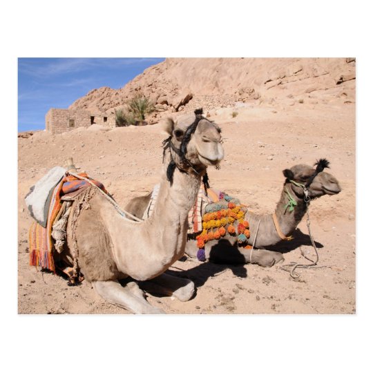 Postal Camellos en el desierto en St. Catherine