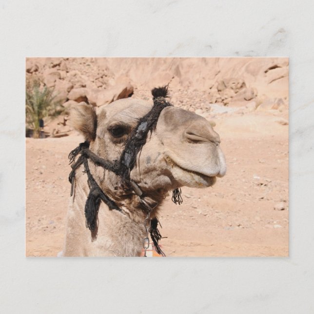 Postal Camellos en el desierto en St. Catherine (Anverso)