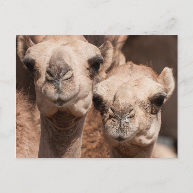 Postal Camellos en el mercado de camellos en Al Ain cerca (Anverso)
