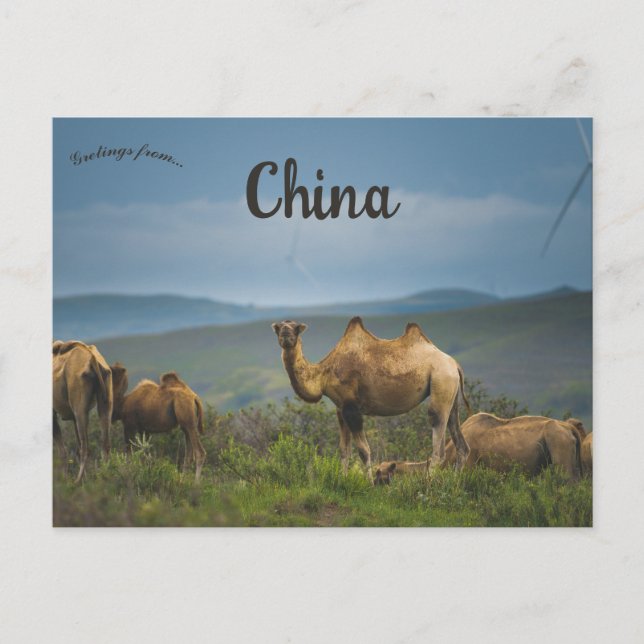 Postal Camellos en Mongolia Interior China (Anverso)