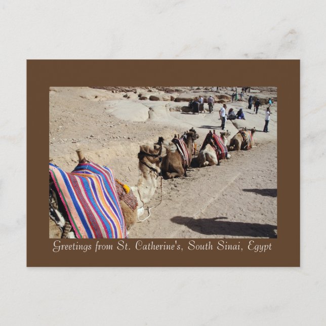 Postal Camellos en Santa Catalina (Anverso)