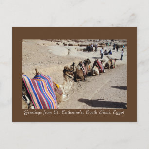 Postal Camellos en St. Catherine's