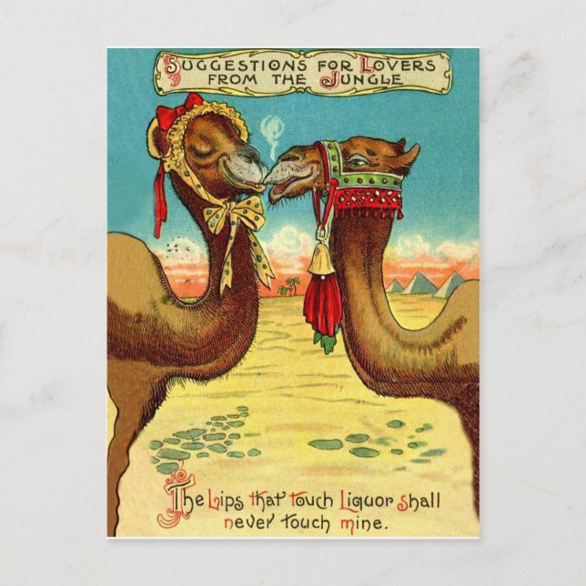 Postal Camellos enamorados, divertidos San Valentín (Anverso)