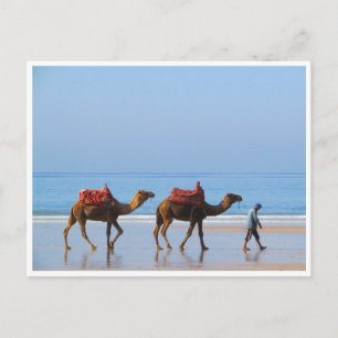 Postal camellos taghzout