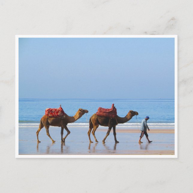 Postal camellos taghzout (Anverso)