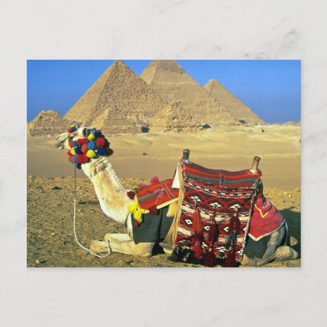 Postal Camellos y pirámides, El Cairo, Egipto (Anverso)