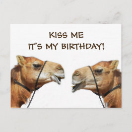 Postal Camels Kissing Funny Postcard