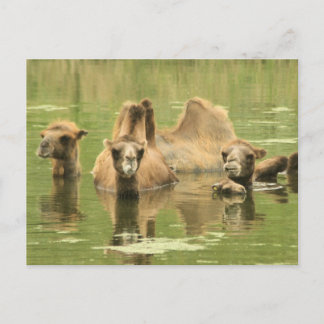 Postal Camels Yum