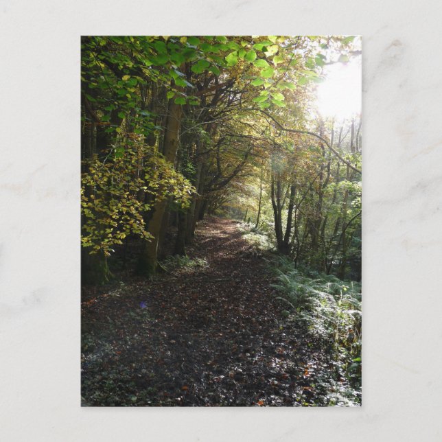 Postal "Camina por un sendero de Woodland" Northumberland (Anverso)