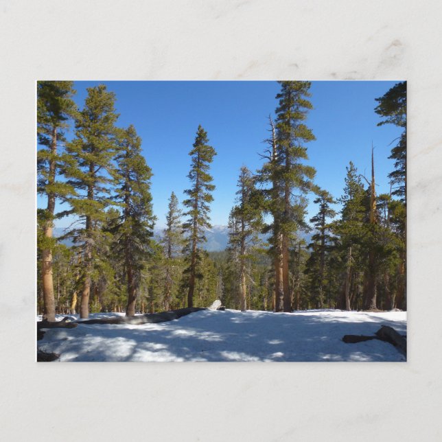 Postal Caminando desde el pico Mitchell en la secuoia (Anverso)