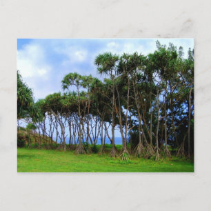 Postal Caminando palmeras en Hawái