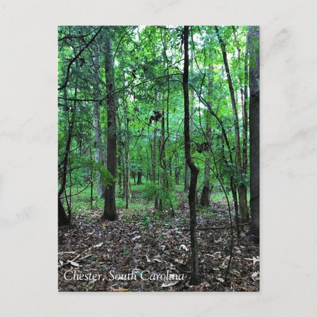 Postal Caminando por el bosque, Chester, Carolina del Sur (Anverso)