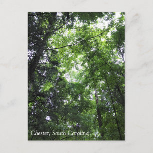 Postal Caminando por el bosque, Chester, Carolina del Sur