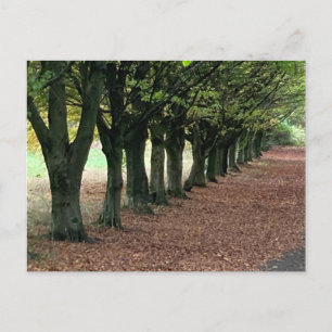 Postal Caminar por el bosque