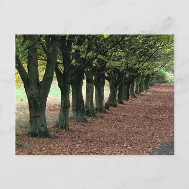 Postal Caminar por el bosque (Anverso)