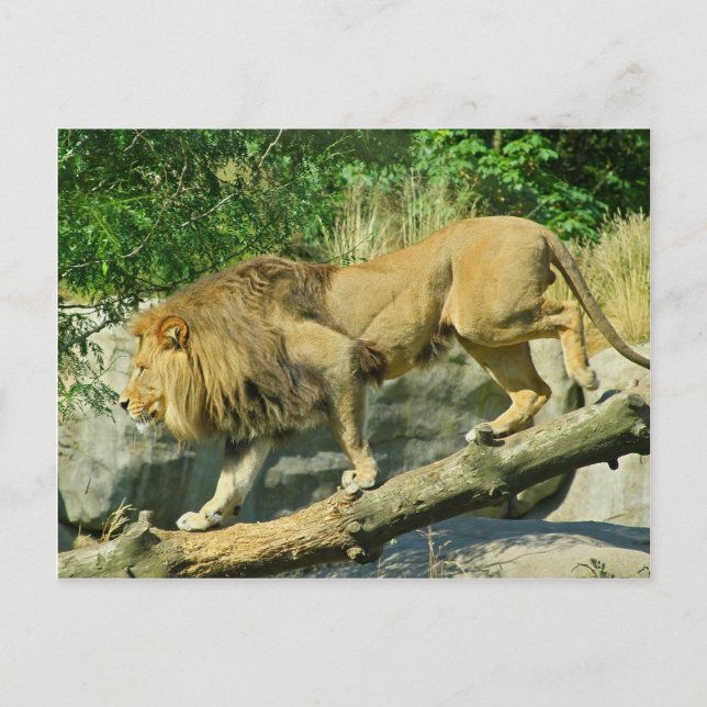 Postal Caminar por el planeta (Anverso)