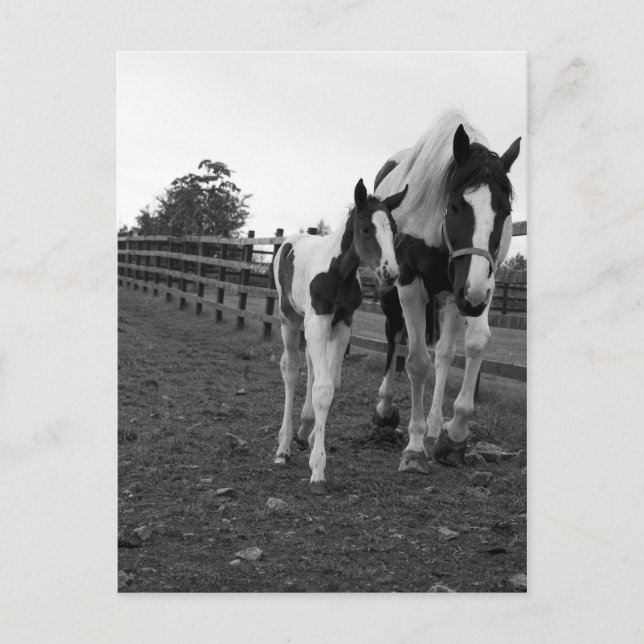 Postal caminar por la valla (Anverso)