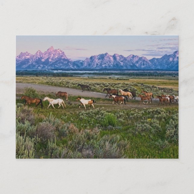 Postal Caminata de caballos (Anverso)