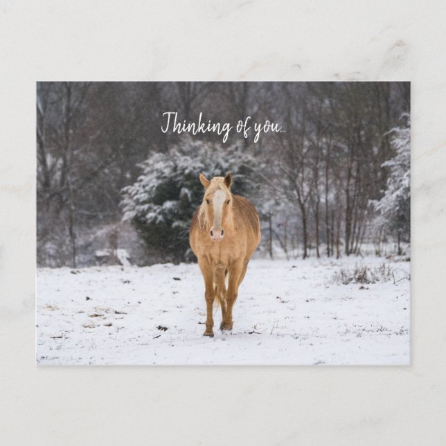 Postal Caminata De Caballos Rubios En La Nieve Pensando E (Anverso)