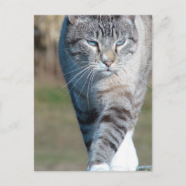 Postal Caminata de gato