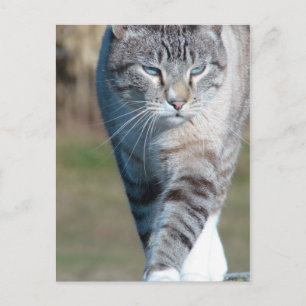 Postal Caminata de gato