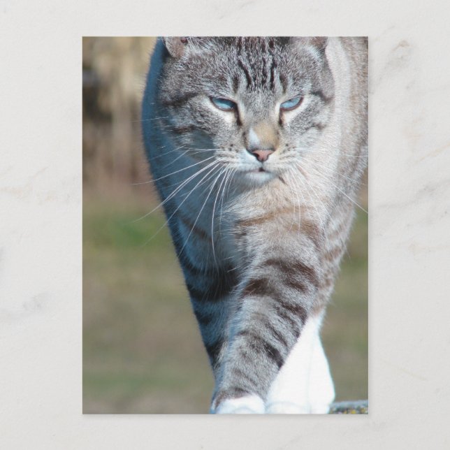 Postal Caminata de gato (Anverso)