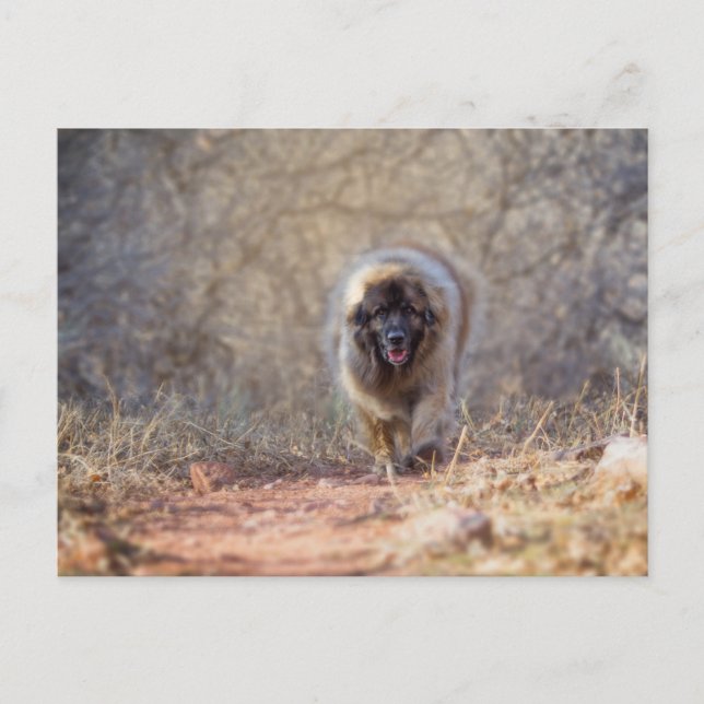 Postal Caminata de leones (Anverso)