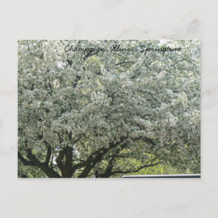Postal Caminata en Illinois Springtime