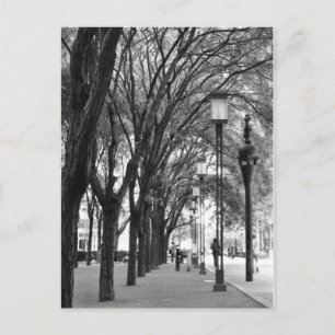 Postal Caminata en línea del árbol de Nueva York