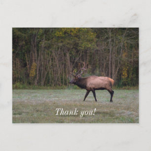 Postal Caminata matutina de Bull Elk Gracias Postcard