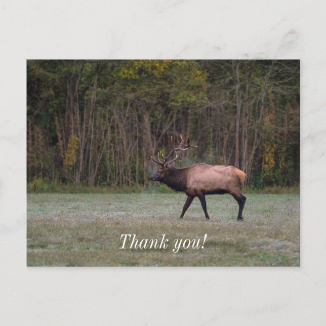 Postal Caminata matutina de Bull Elk Gracias Postcard (Anverso)