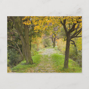 Postal Camino Arbolado en Otoño