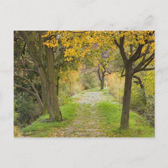 Postal Camino Arbolado en Otoño (Anverso)