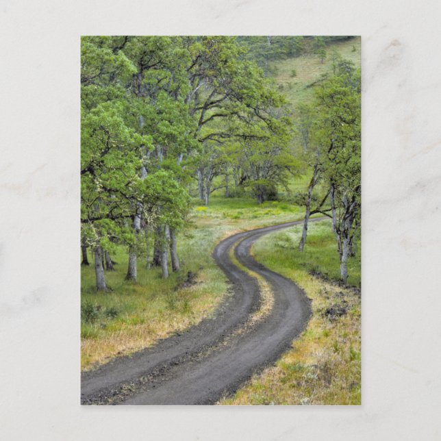 Postal Camino campestre a través de árboles, Oregón (Anverso)