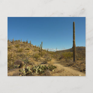 Postal Camino carillo de Saguaro en el Parque Nacional de