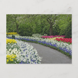 Postal Camino de acera a través de tulipanes y narcisos,