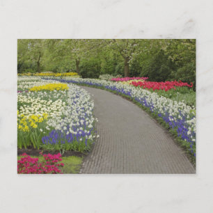 Postal Camino de acera a través de tulipanes y narcisos,