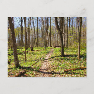 Postal Camino de bosques a principios de primavera