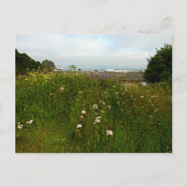 Postal Camino de bucles Yurok en el Parque Nacional Redwo (Anverso)