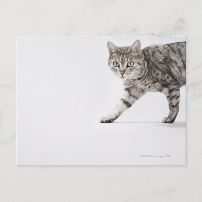 Postal Camino de gato (Anverso)