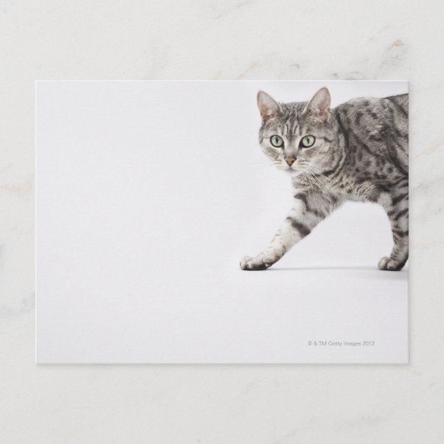 Postal Camino de gato (Anverso)