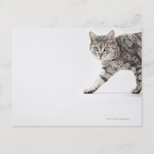 Postal Camino de gato