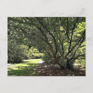 Postal Camino de jardín de Mark Edward Westerfield