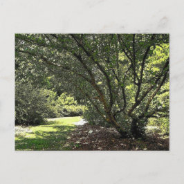 Postal Camino de jardín de Mark Edward Westerfield