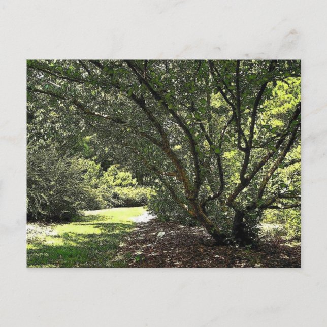 Postal Camino de jardín de Mark Edward Westerfield (Anverso)