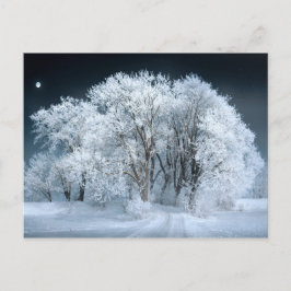 Postal Camino de nieve a través de árboles escarpados